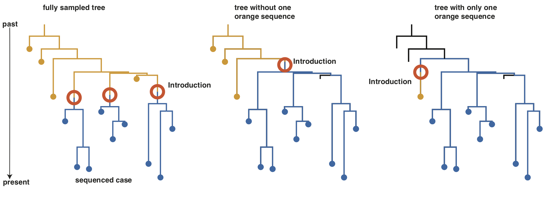 Example phylogeny where all or only a subset of cases are included in the final phylogeny