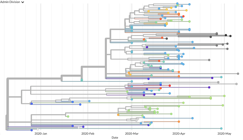 Phylogenetic tree from the "getting started" build as visualized in Auspice