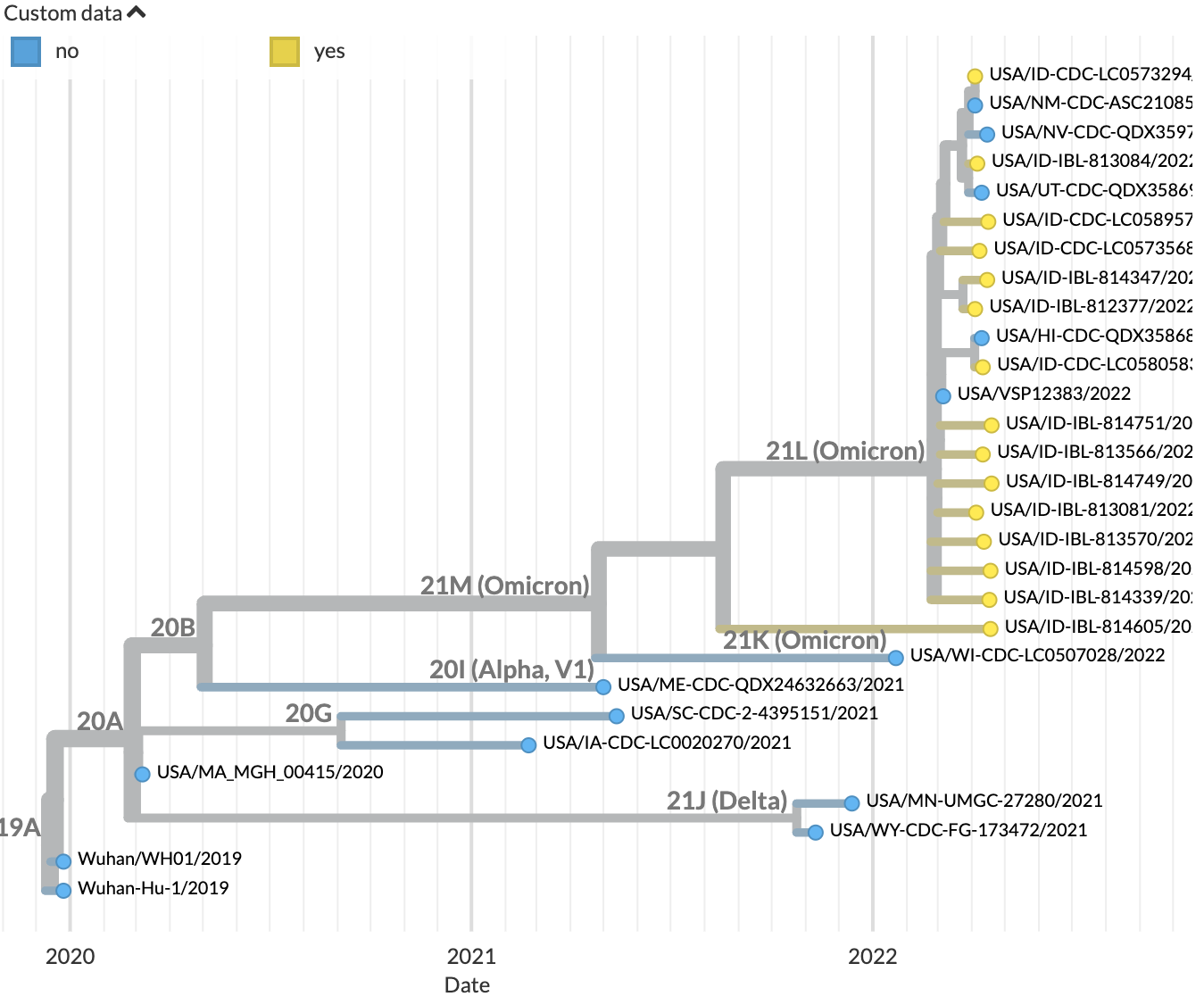 Phylogenetic tree from the "genomic surveillance" tutorial as visualized in Auspice